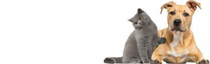 banner-3